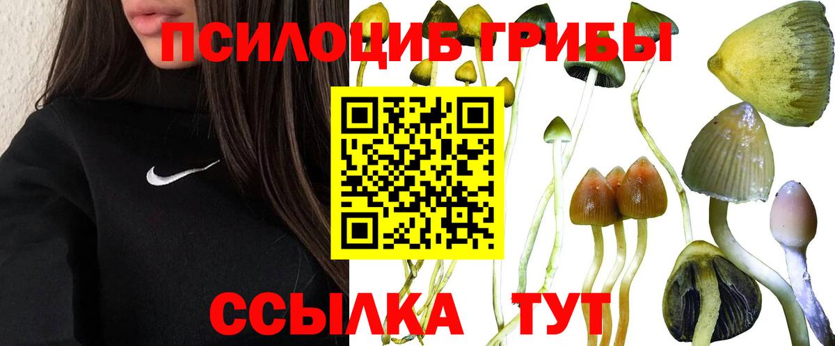 Псилоцибиновые грибы Cubensis  Вход с VPN  Корсаков 